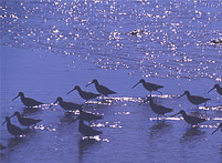 birds