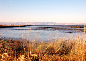 Bay Shoreline by Francois D (Flickr/CC)
