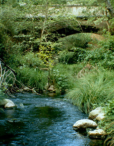 San Francisquito Creek by Mark Bult