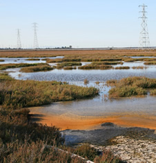 wetlands