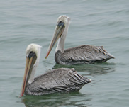 pelican_pair