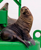 sealion