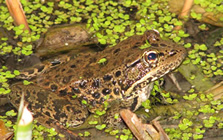 red_legged_frog