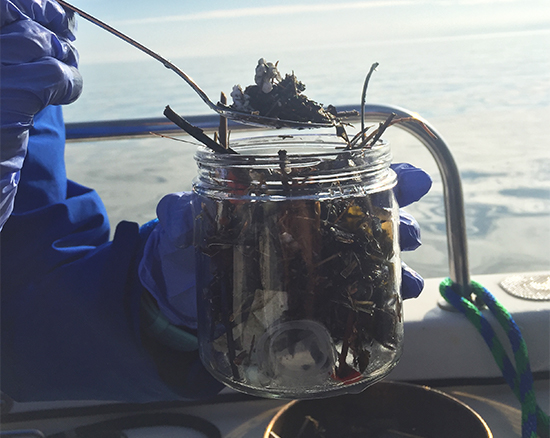 Microplastics