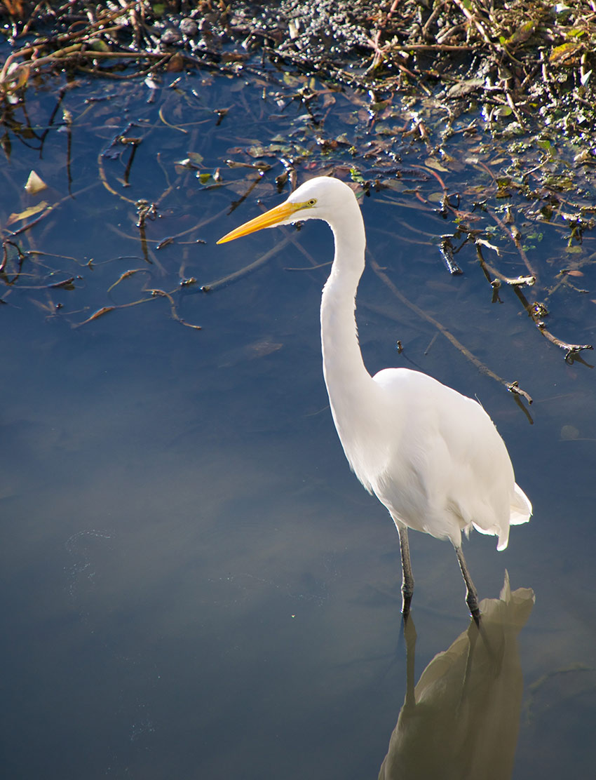 Great Egret