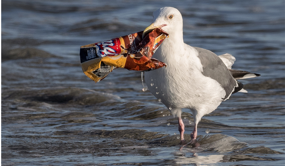 Bird with Trash