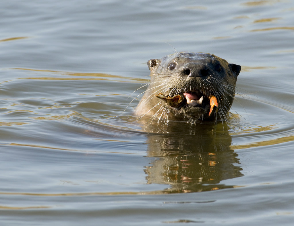 Otter