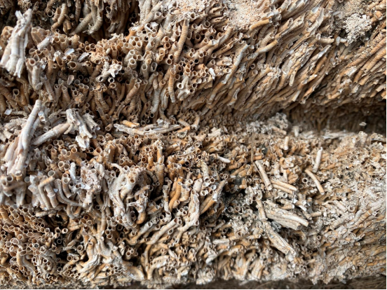 Tubeworms