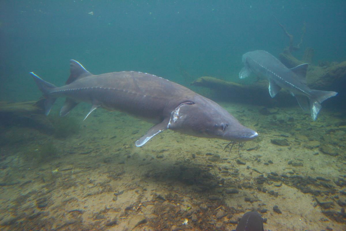 White Sturgeon